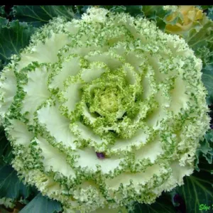 OSC Bold Flowering Kale Seeds - Packet